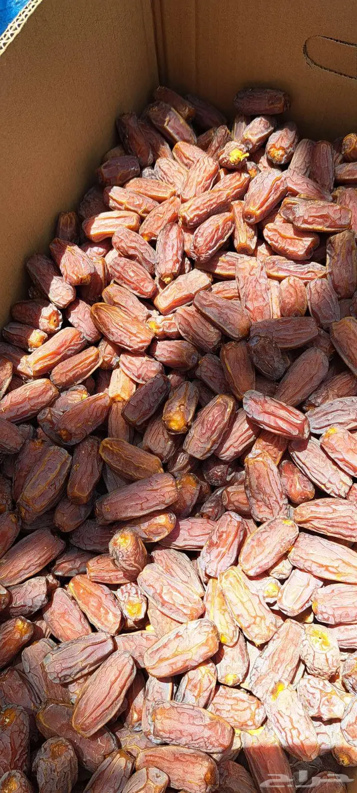 المدينه خيبر يوجدتمر برني العلا مبروم 1