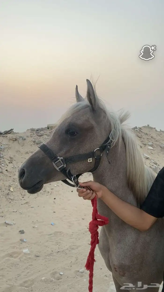 مهره شعبيه فاخره 0