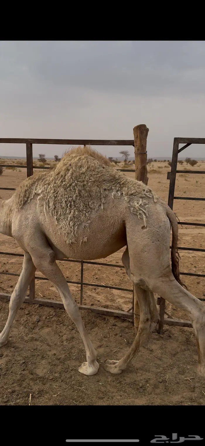 بكره شقحا للبيع عمرها 7 شهور 1