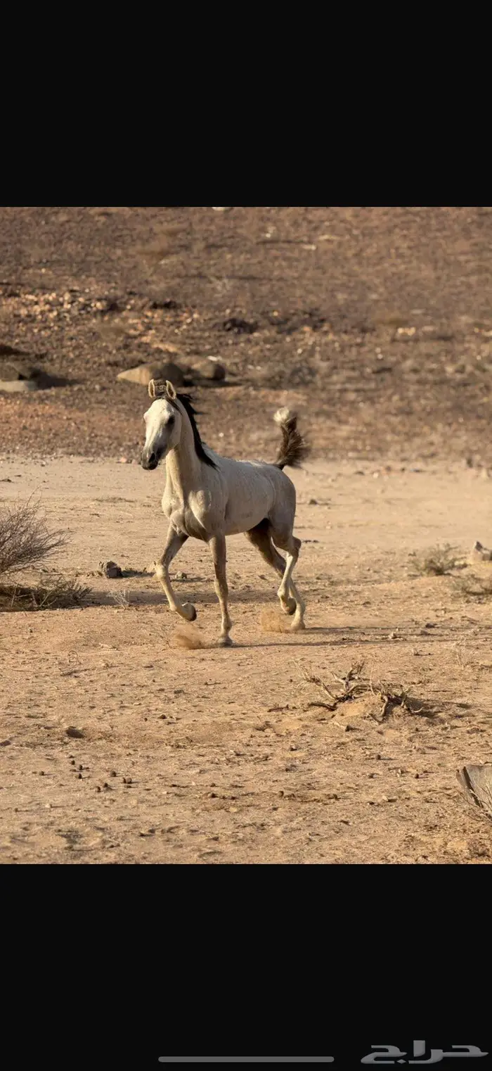 حصان للبيع 0