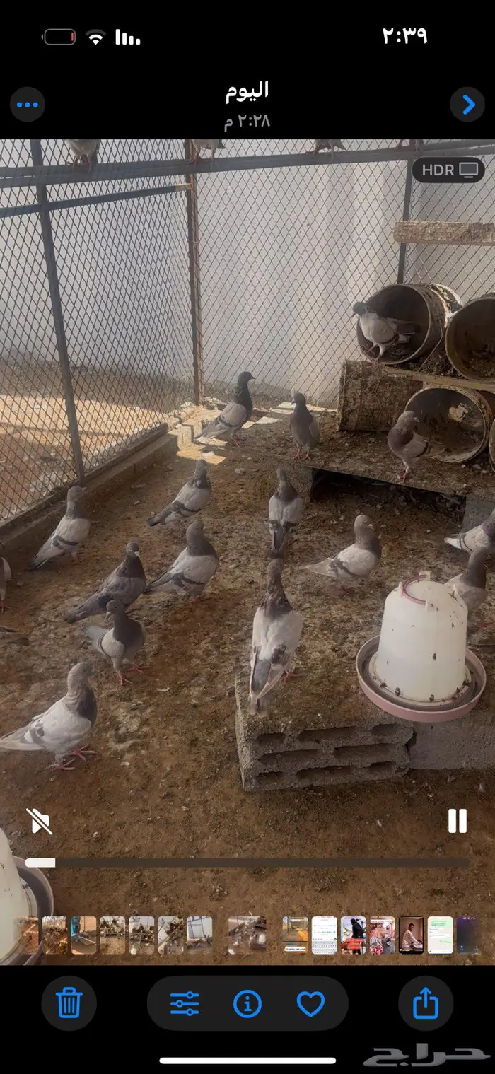دجاج فيومي وحمام فرنسي منتج 3