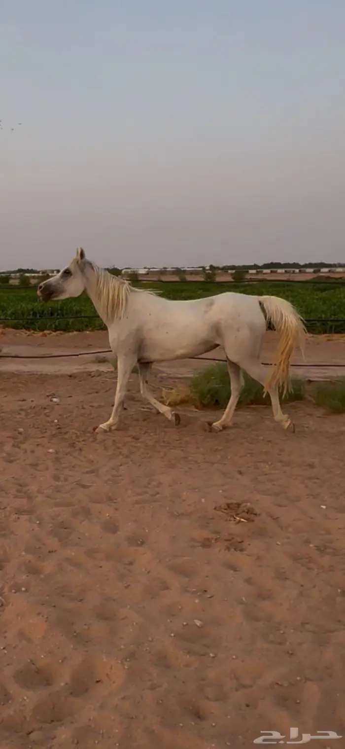 فرس واهو مصرية 3