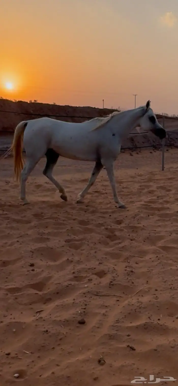 فرس واهو مصرية 4