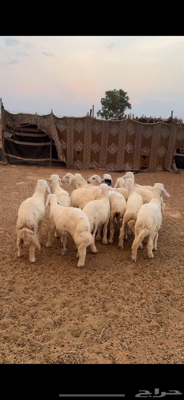 هرافى حريات(( تم البييع الله يبارك للجميع )) 2