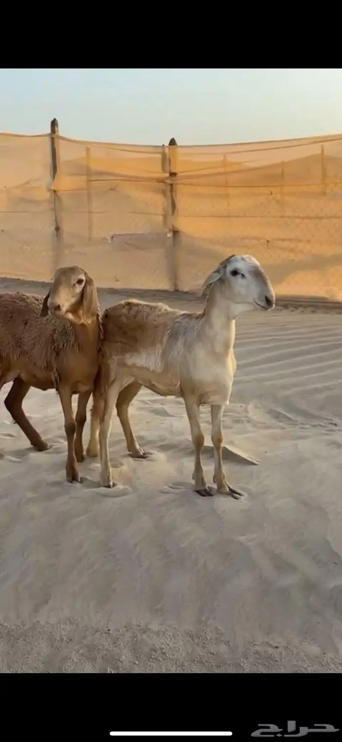 رخال سواكن صنف الصنف فواخر جذعات 0