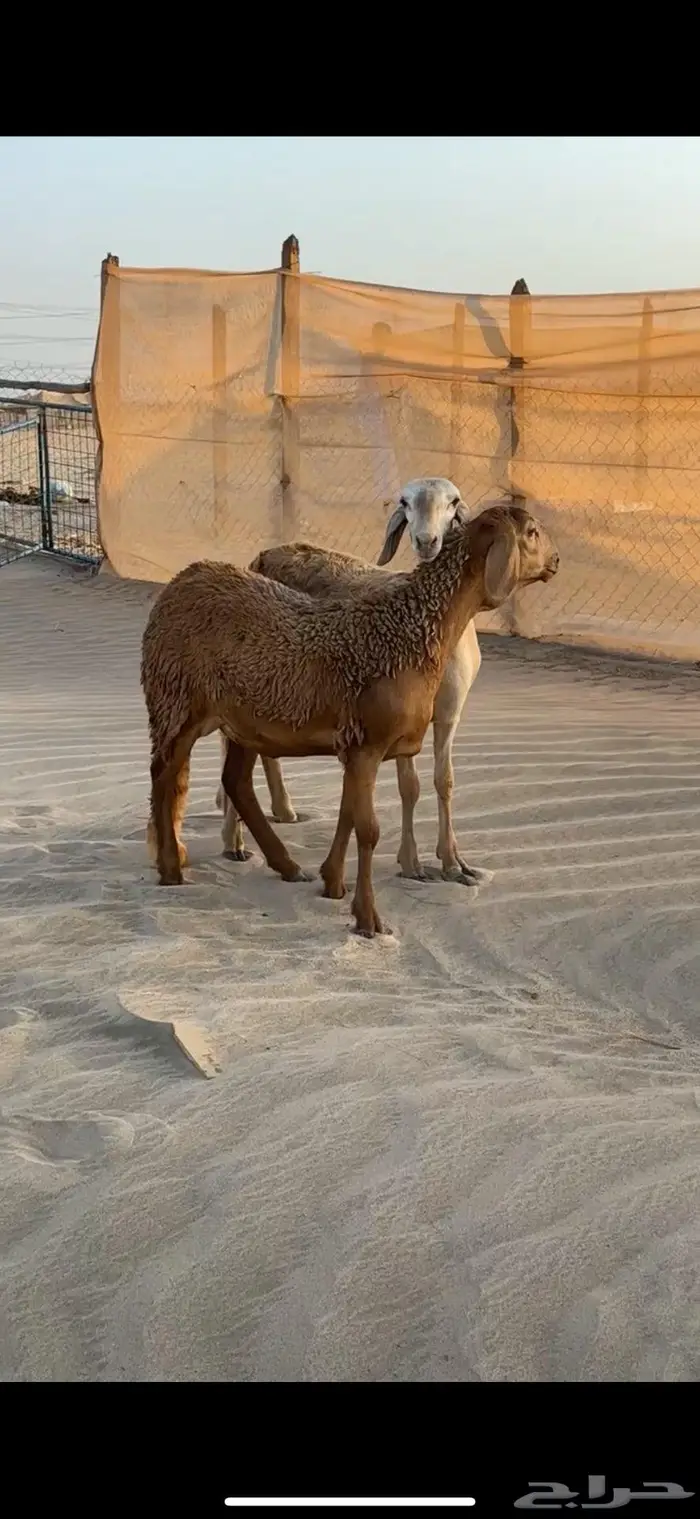 رخال سواكن صنف الصنف فواخر جذعات 6