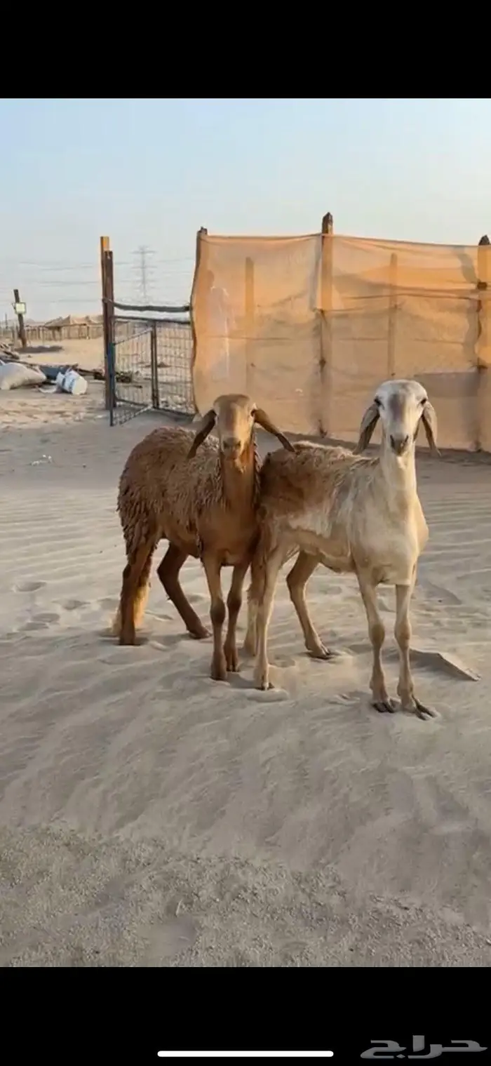 رخال سواكن صنف الصنف فواخر جذعات 5