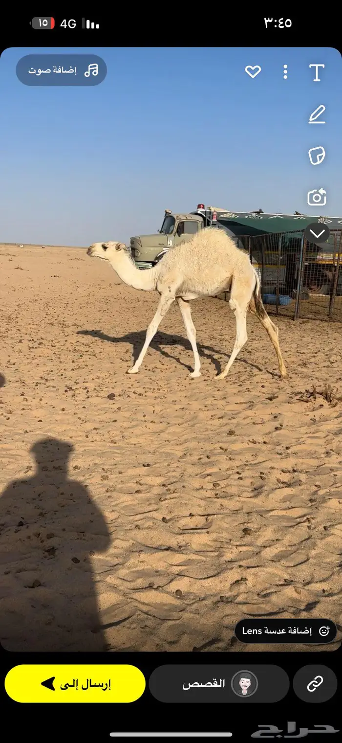 حشو للبيع 0
