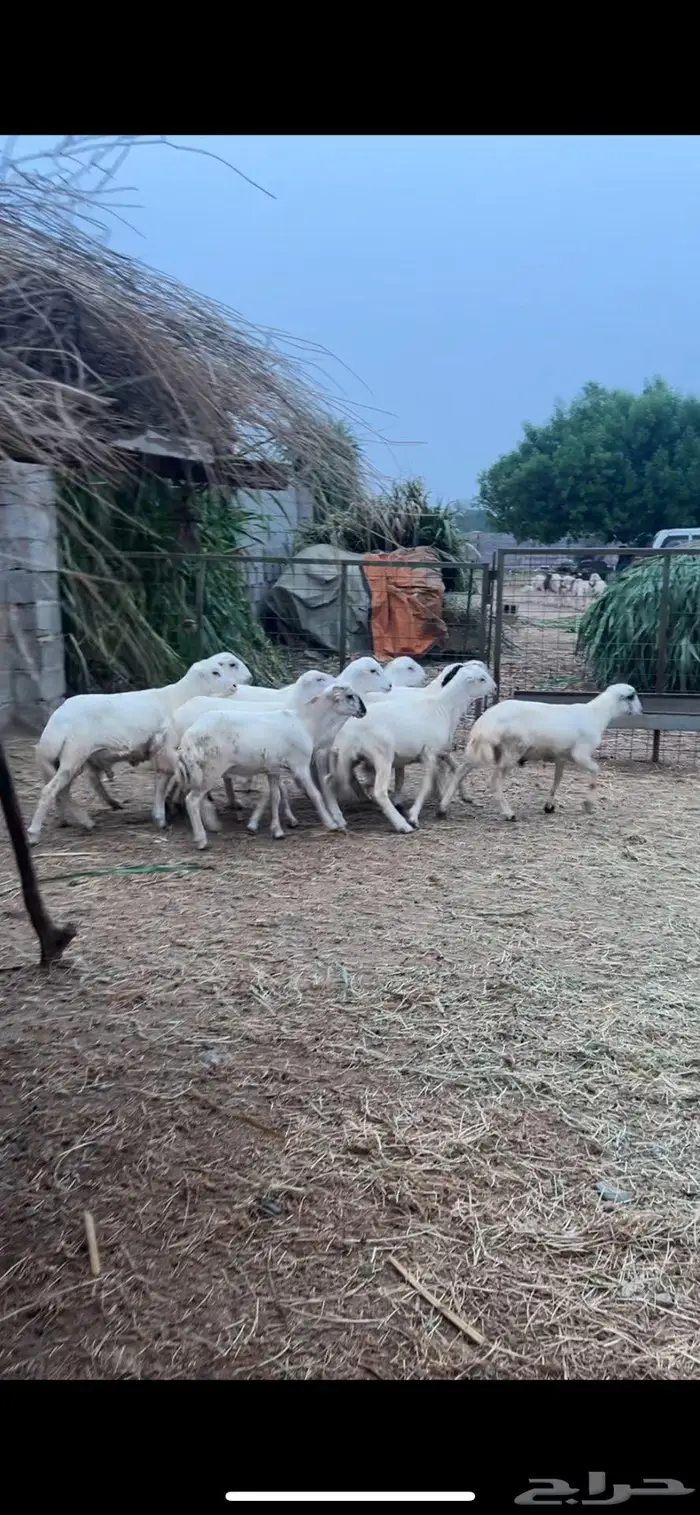 خرفان فاخرة للبيع بلدي تربية 3