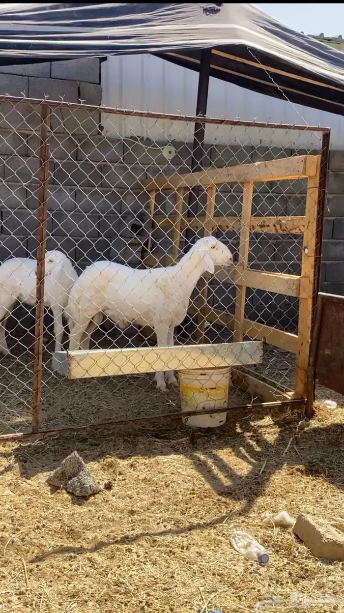 مشاريع فحول حري 4