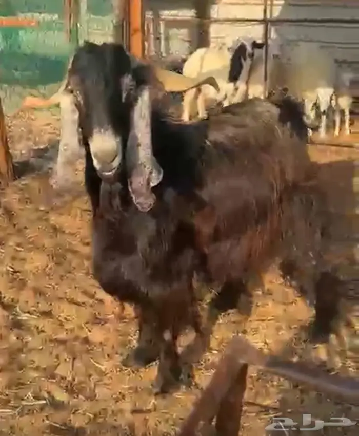 فحل عارضي كفو 1