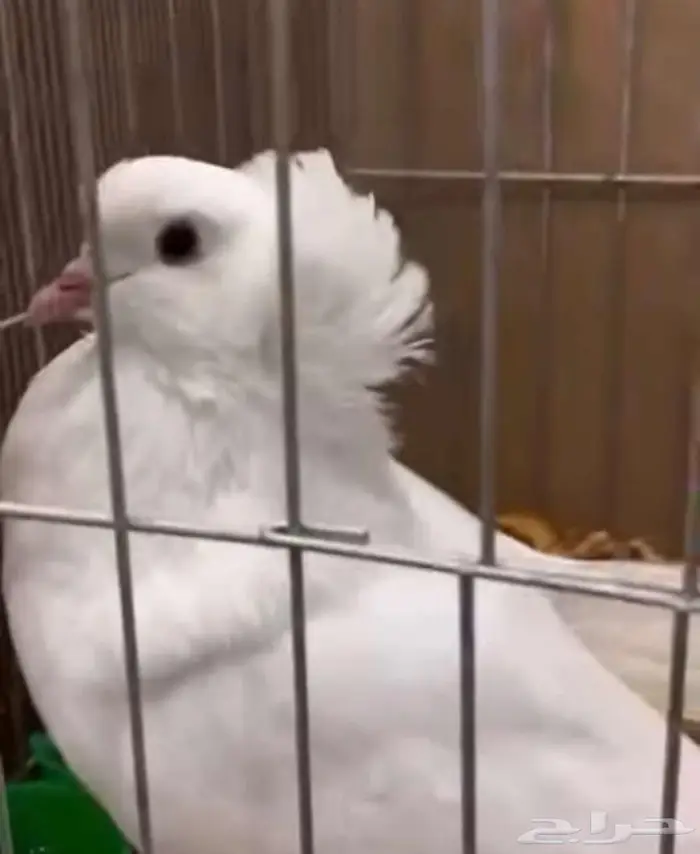 طلب زوج حمام هنقاري 3