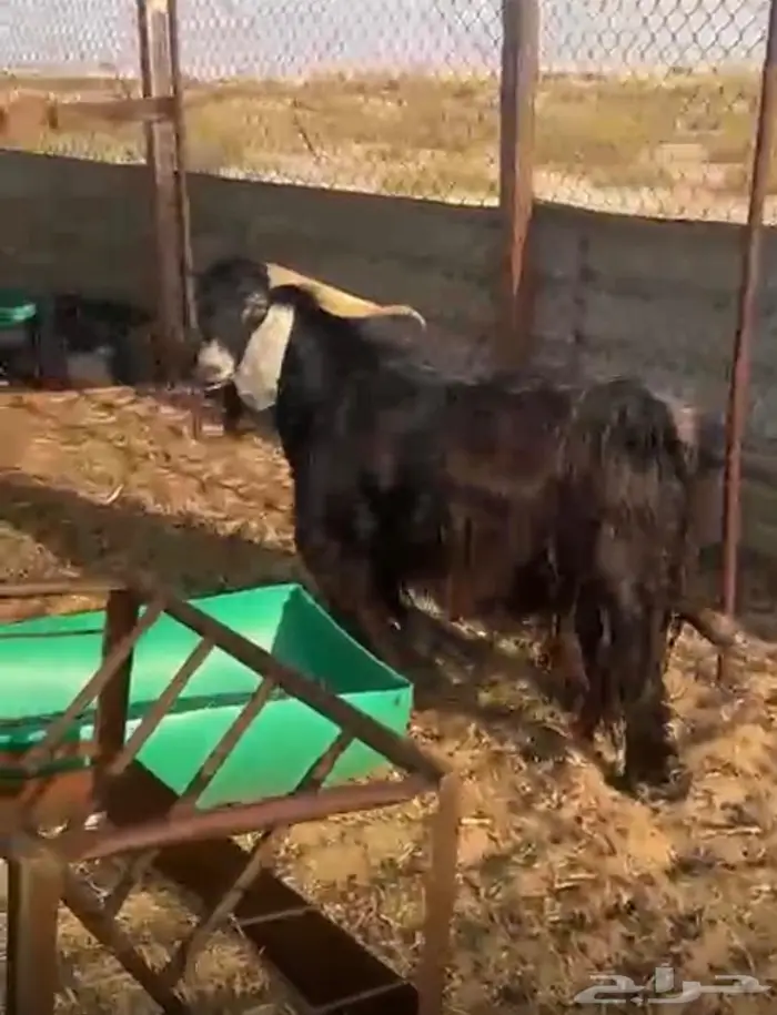 فحل عارضي كفو 2