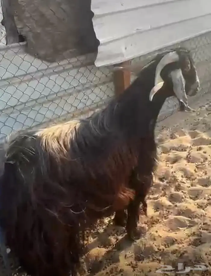 فحل عارضي كفو 0