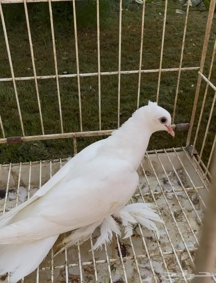 فرخ حمام صنعاوي كرست ومسرول للبيع 0