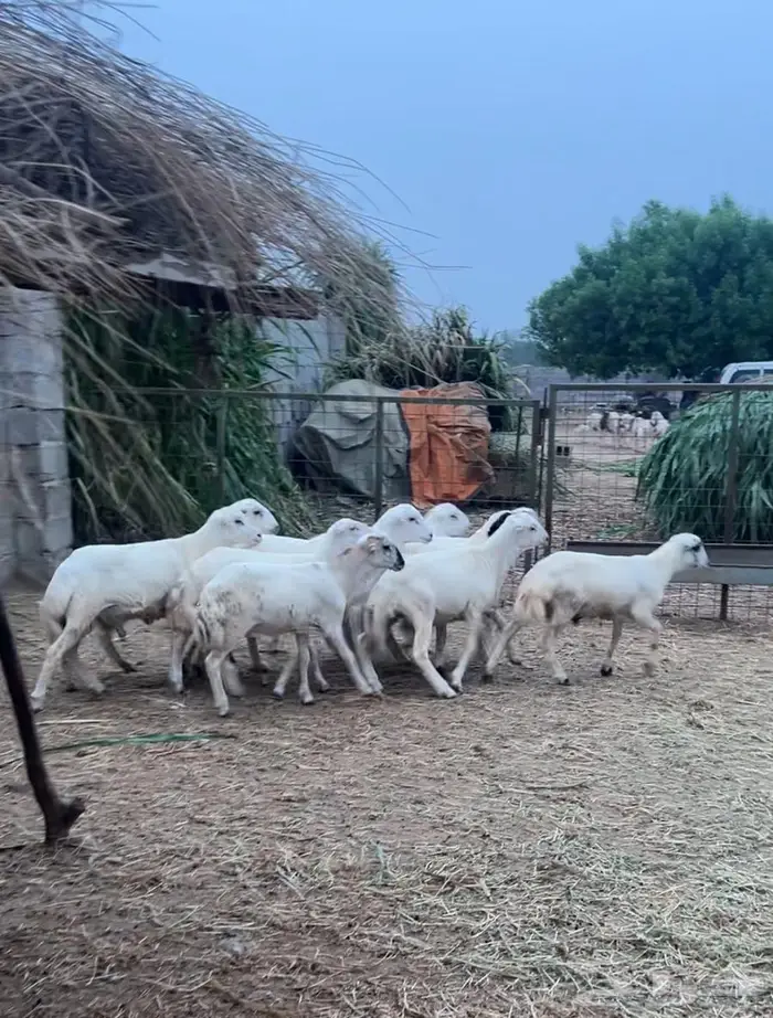 خرفان فاخرة للبيع بلدي تربية 2