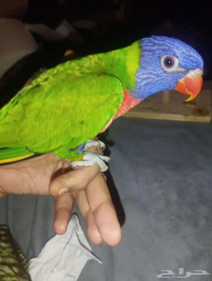 الوري أليف متكلم بسعر مناسب 3