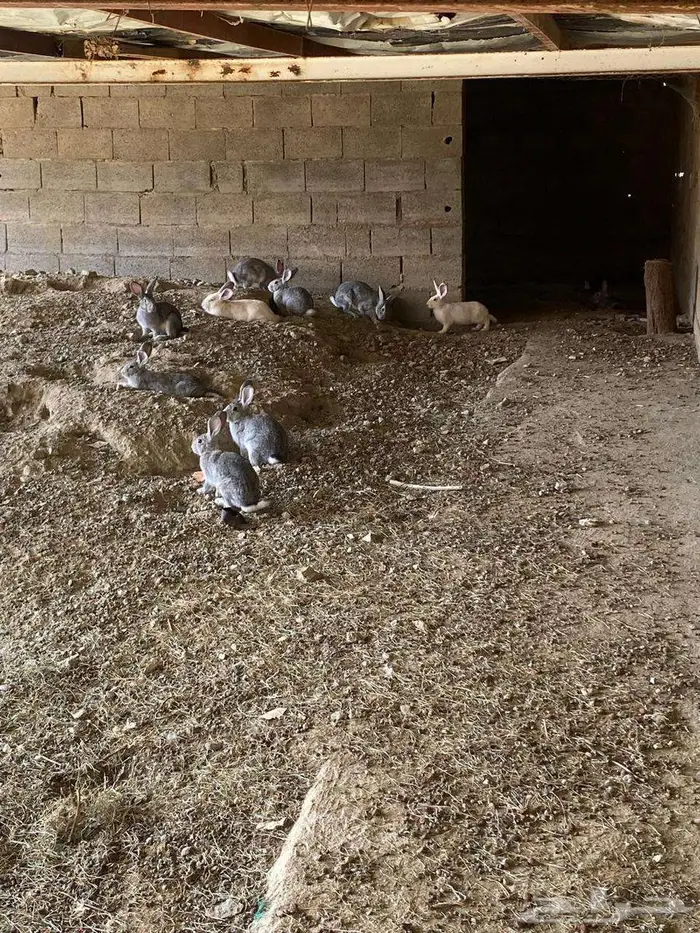 ارانب صنف نوع إيطالي 1