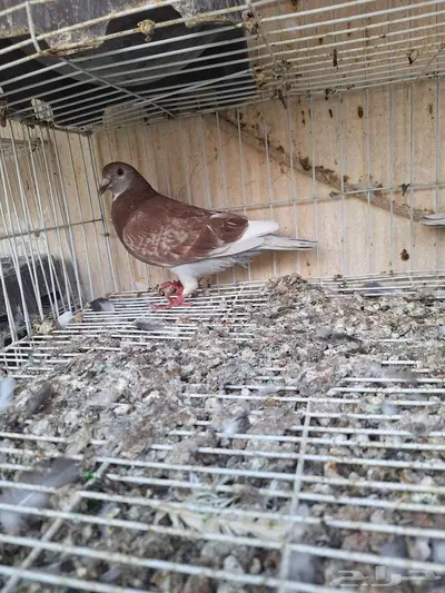 زاجل سباق احمر منتج شرط محجل index