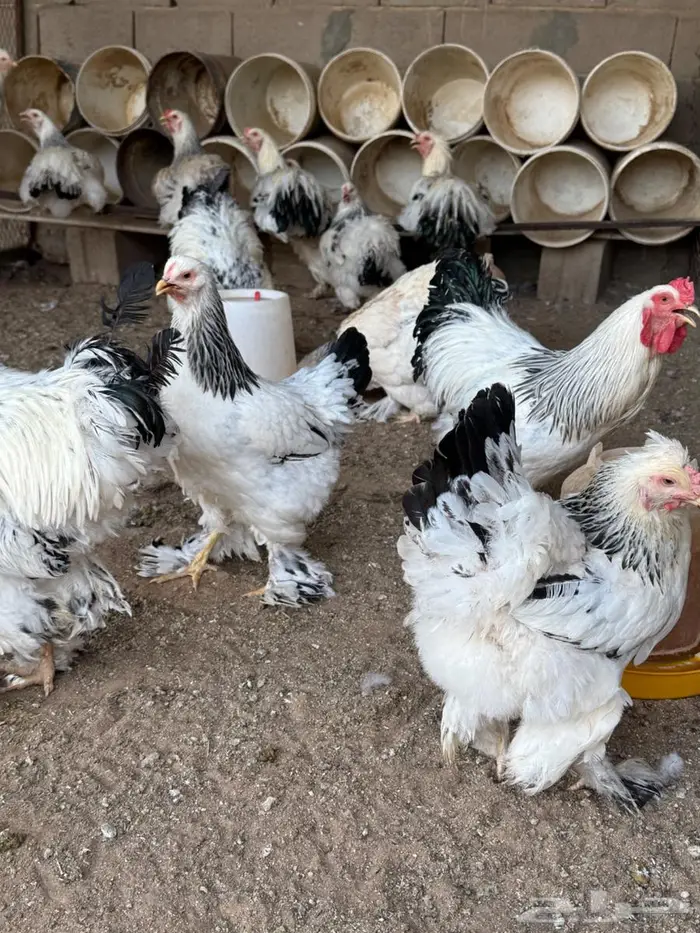 للببع دجاج براهما 2