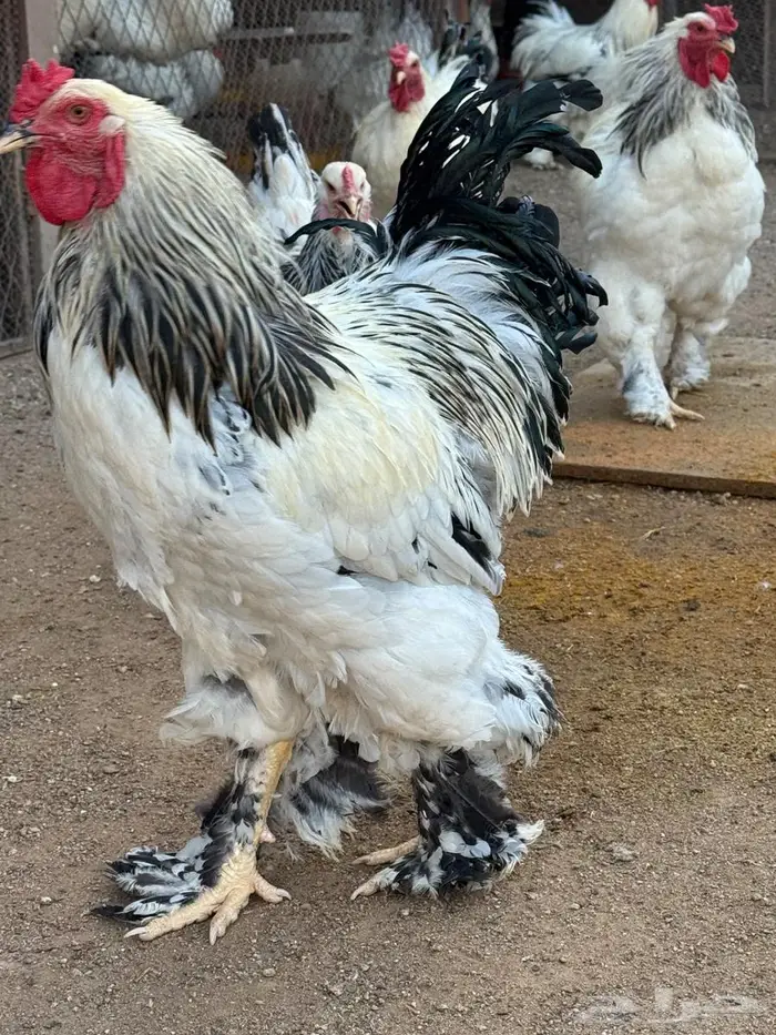 للببع دجاج براهما 1