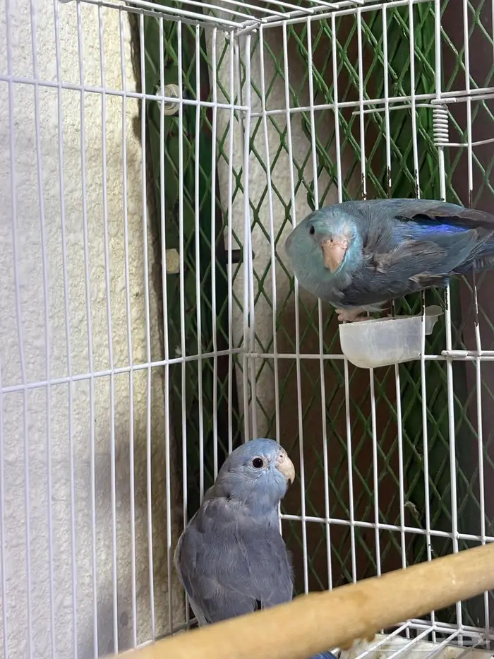 جوز بارتوليت ازرق 0