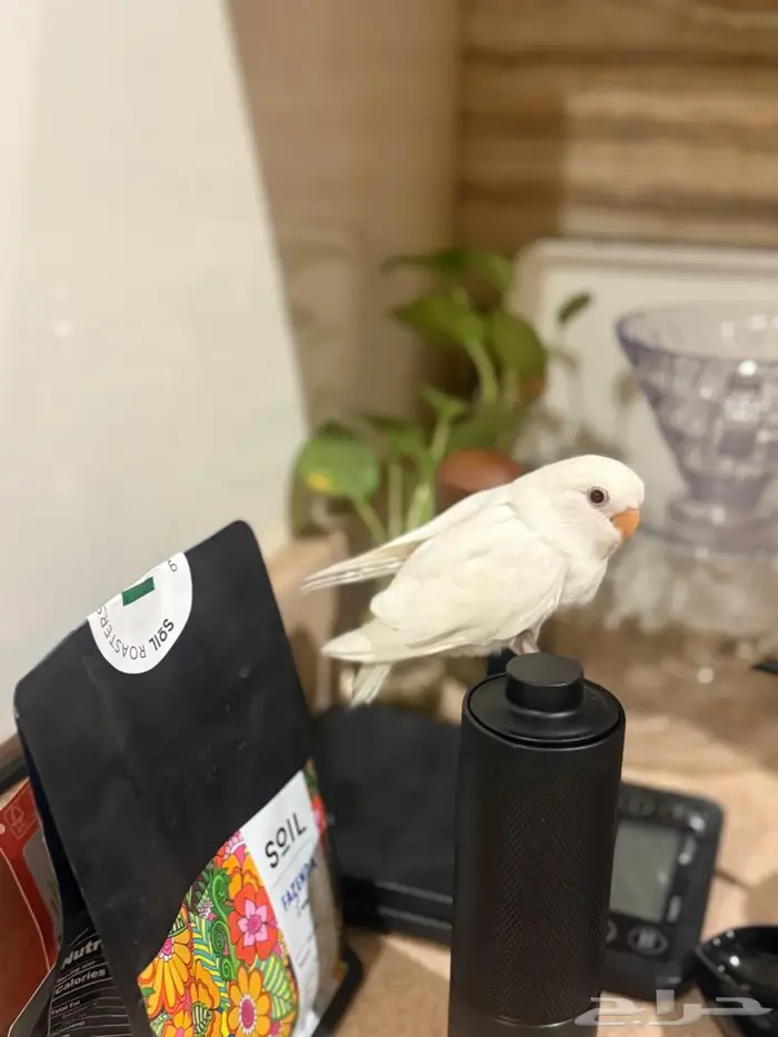روز البينو مفطوم 0