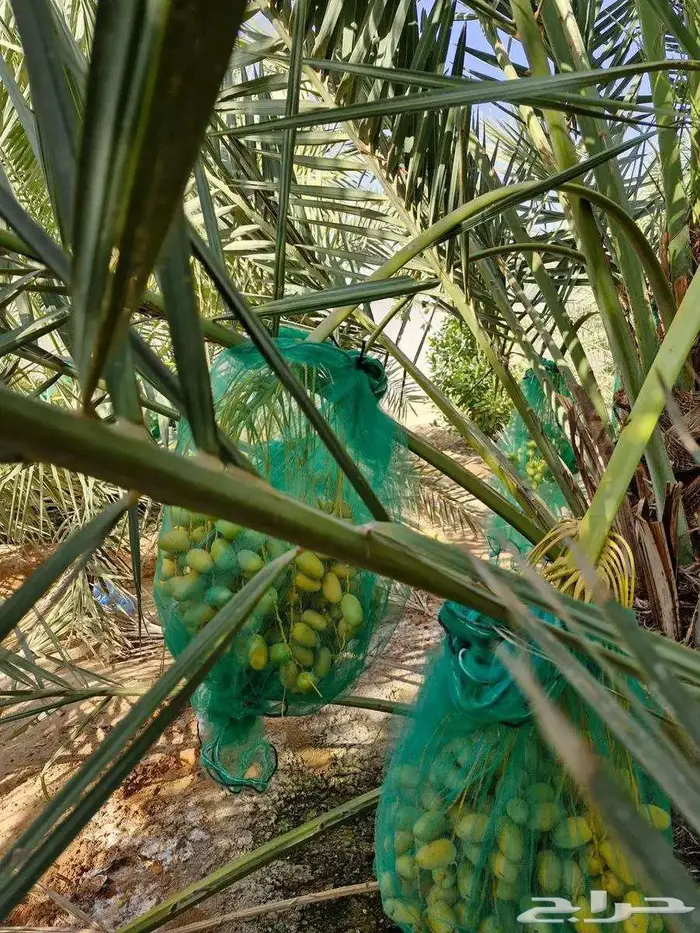 سكري تمر رطب الجبيل الصناعية 2