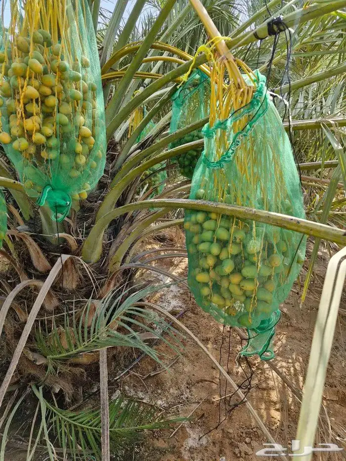 سكري تمر رطب الجبيل الصناعية 7