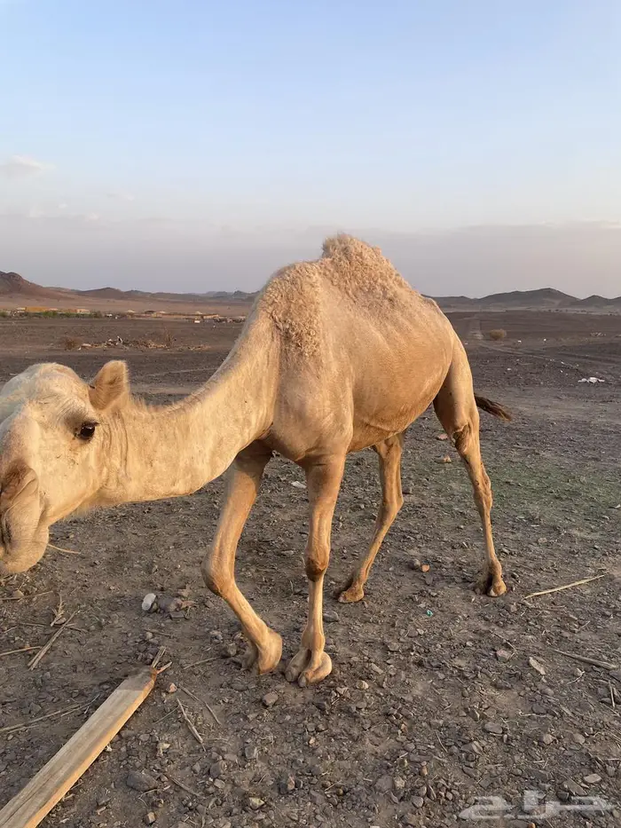 خلفة شقحة معه قعود 1