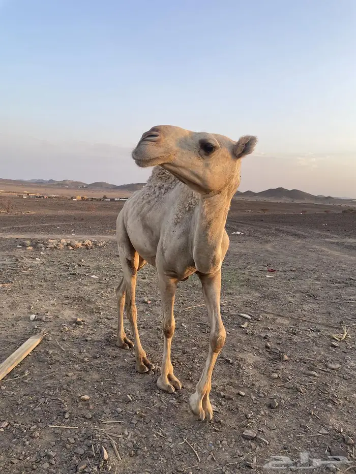 خلفة شقحة معه قعود 0