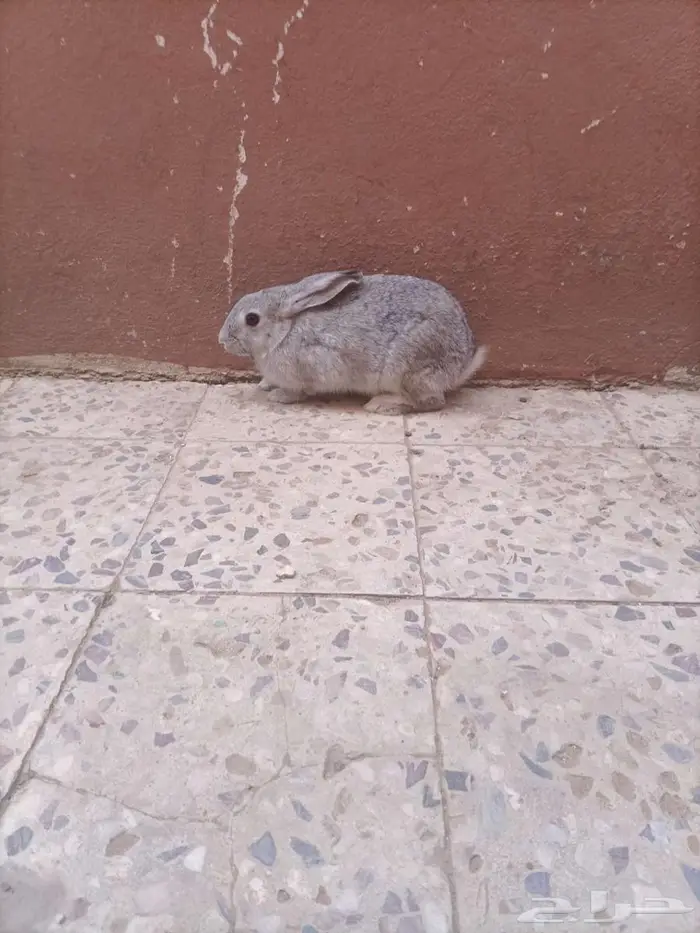 ارانب 1