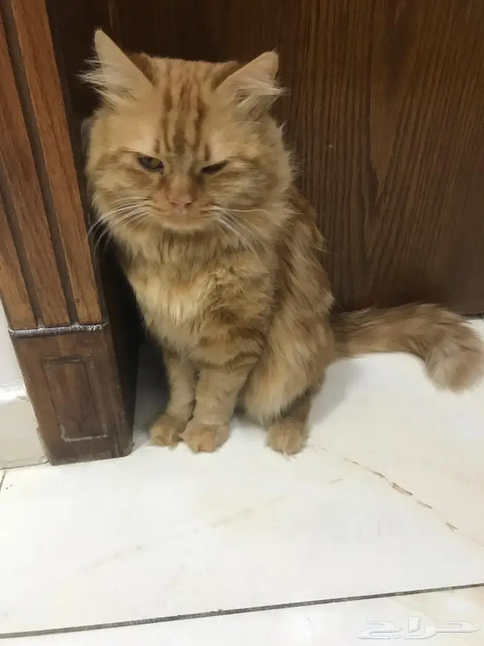 قط اليف للتبني 0