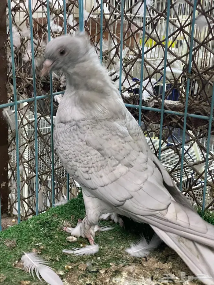 حمام ايراني 1