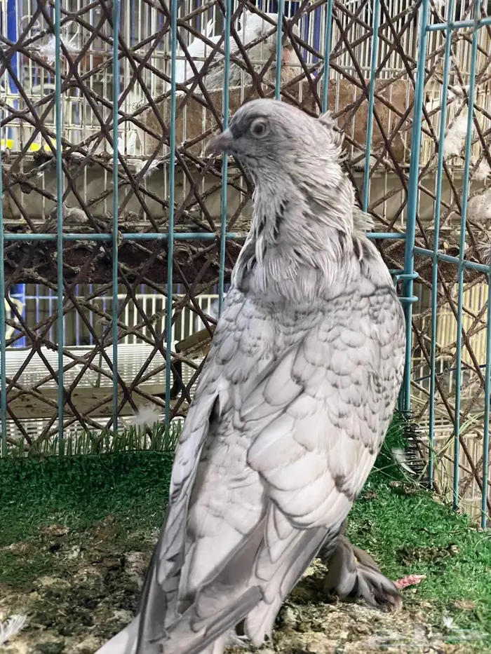 حمام ايراني 2