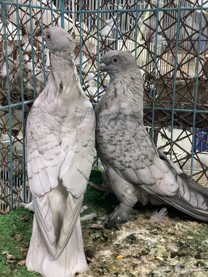 حمام ايراني 4