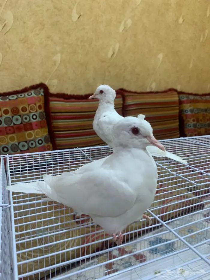 ياكريم لبينو 0