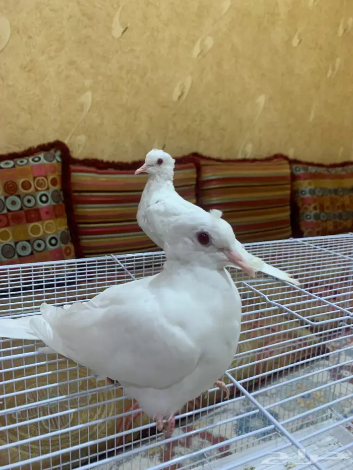 ياكريم لبينو 1