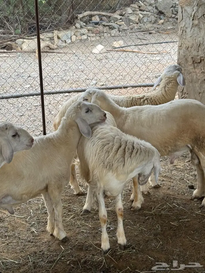طليان فاخره تم البيع 0