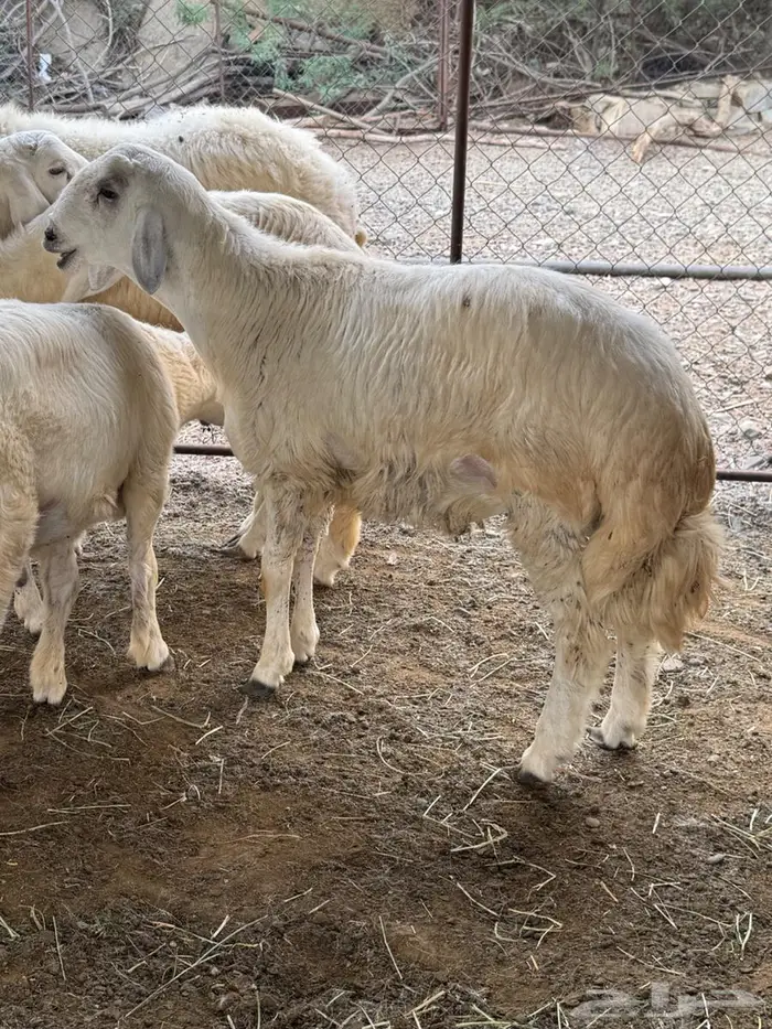 طليان فاخره تم البيع 1