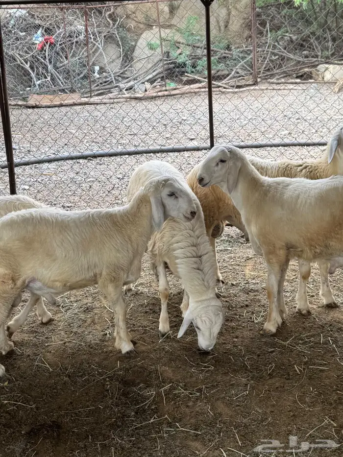 طليان فاخره تم البيع 2