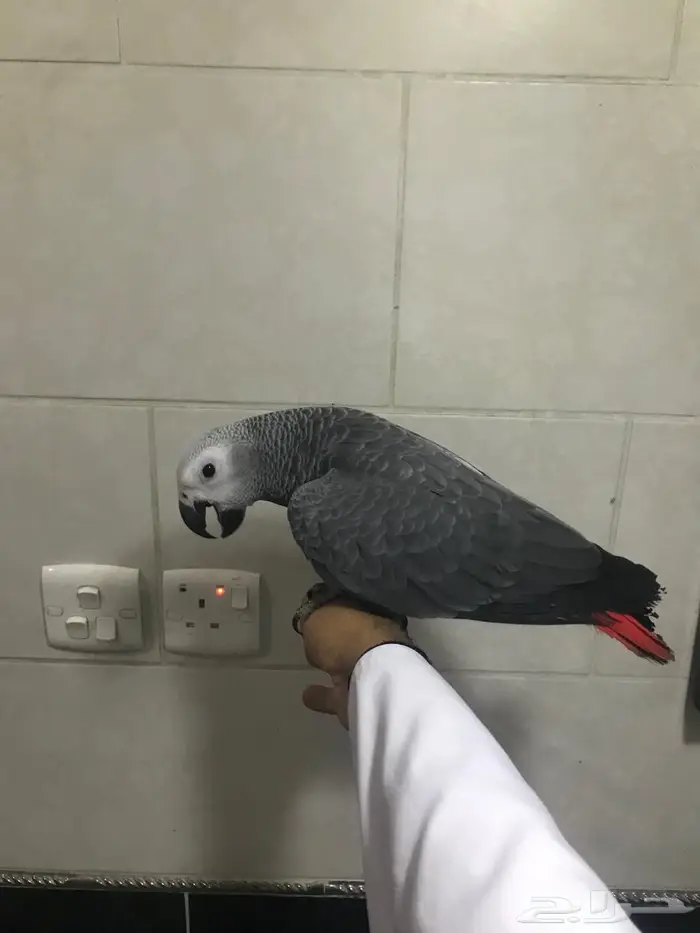 فروخ كاسكو جمله(تم البييع) 9