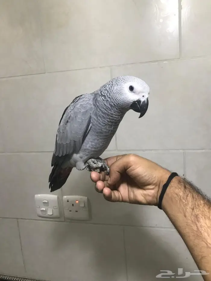 فروخ كاسكو جمله(تم البييع) 3