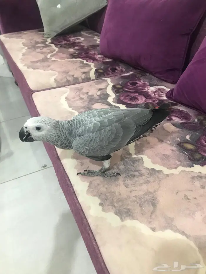 فروخ كاسكو جمله(تم البييع) 10