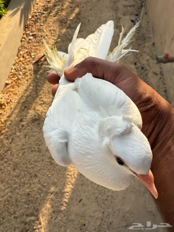 فرخ حمام صنعاوي كرست ومسرول للبيع 1