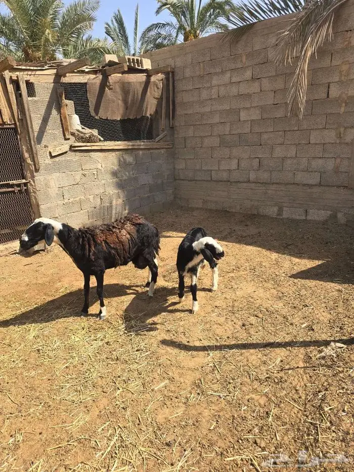 تم البيع تم البيع رخل هجين نجدي مع مغربيه 1