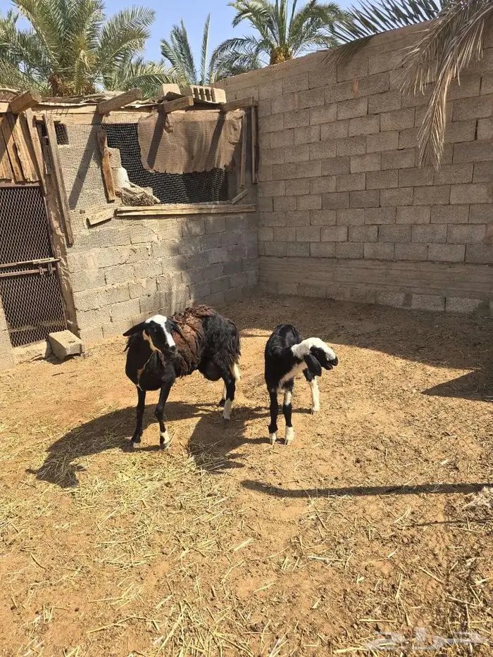 تم البيع تم البيع رخل هجين نجدي مع مغربيه 0