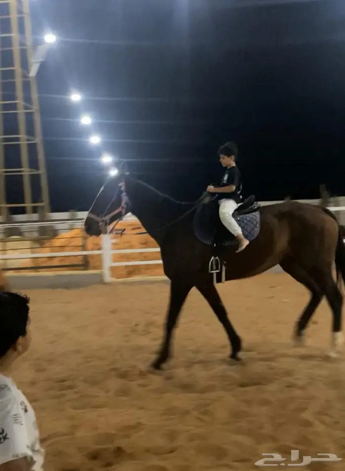 تدريب ومدرسه لتعليم الفروسيه شرق الرياض خلف محطة صحاري 5