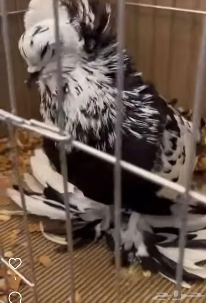 طلب زوج حمام هنقاري 2