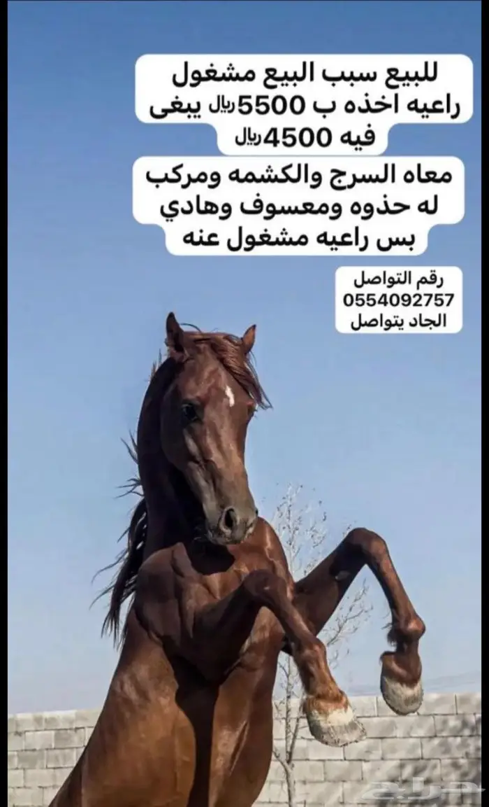 خيل للبيع 0